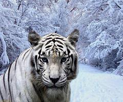белый тигр живые обои скриншот 1