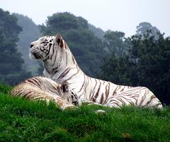 белый тигр живые обои скриншот 2