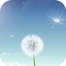 Dandelion Video Live Wallpaper APK