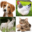 The names of the animals in Danish language APK