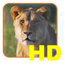 Safari List HD - East Africa APK