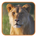 Safari List - East Africa APK