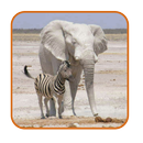 Safari List - Southern Africa APK