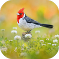 Bird Ringtone