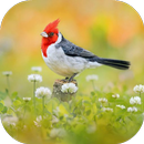 Bird Ringtone APK