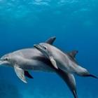 آیکون‌ Dolphin Aquarium Puzzle Find
