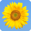 Schöne Sprüche APK