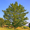 APK Tree identification