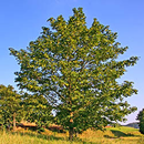 Tree identification APK