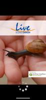 Live-App poster