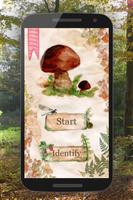 Poster The Mushroom Book