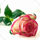 Frases de amor APK