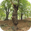 AltbaumFinder APK