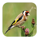 APK Vogelarten Melde-App