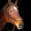 Stallinfo APK