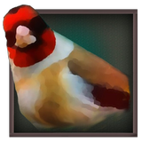 Birdquiz-icoon