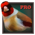 Birdquiz Pro