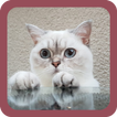 Katten Achtergronden-icoon