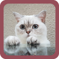 Katten Achtergronden