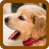 DOG PUPPY WALLPAPERS