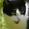 Katzensprache