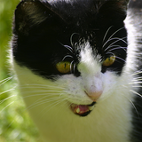 Katzensprache biểu tượng