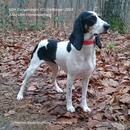 Schweizer Niederlaufhunde APK