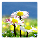 Daisy Flowers Free Wallpaper APK