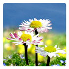 Daisy Flowers Free Wallpaper icône