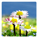 Daisy Flowers Free Wallpaper aplikacja