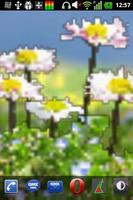 Daisy Flowers Free Wallpaper capture d'écran 3