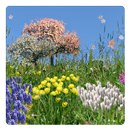 Spring Flowers Free Wallpaper APK