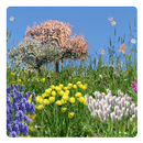 Spring Flowers Free Wallpaper aplikacja