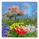 Spring Flowers Live Wallpaper aplikacja