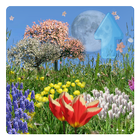 Spring Flowers Live Wallpaper أيقونة