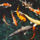 Fish Live Wallpaper APK