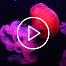 Jellyfish Live Wallpaper APK