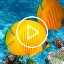 Underwater Live Wallpaper APK