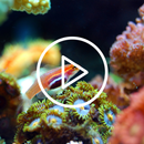 Under Sea Live Wallpaper APK