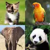 Animal Quiz: Guess the Animal APK