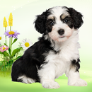 Doggy Lovely APK