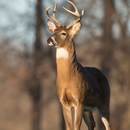 Deer Sound Effects APK