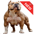 WAStickerApps Dogs