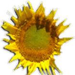 ХЦП подсолнечника