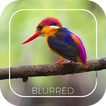 Automatic Blur Camera - DSLR E