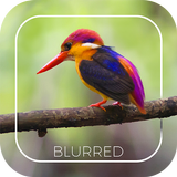 Automatic Blur Camera - DSLR E icon