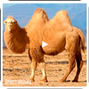 Пустыня документальная пустыня 🦂🐍🏜🐪 APK