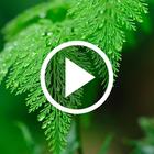 Nature Video Wallpapers 아이콘