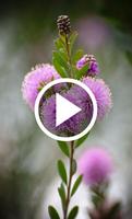Nature Video Wallpapers 스크린샷 3
