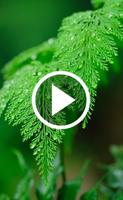 Nature Video Wallpapers Affiche